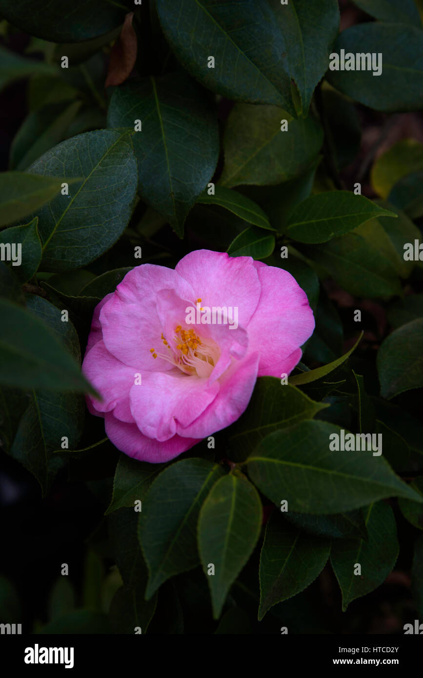 Camellia japonica 'April, rappeler, Banque D'Images