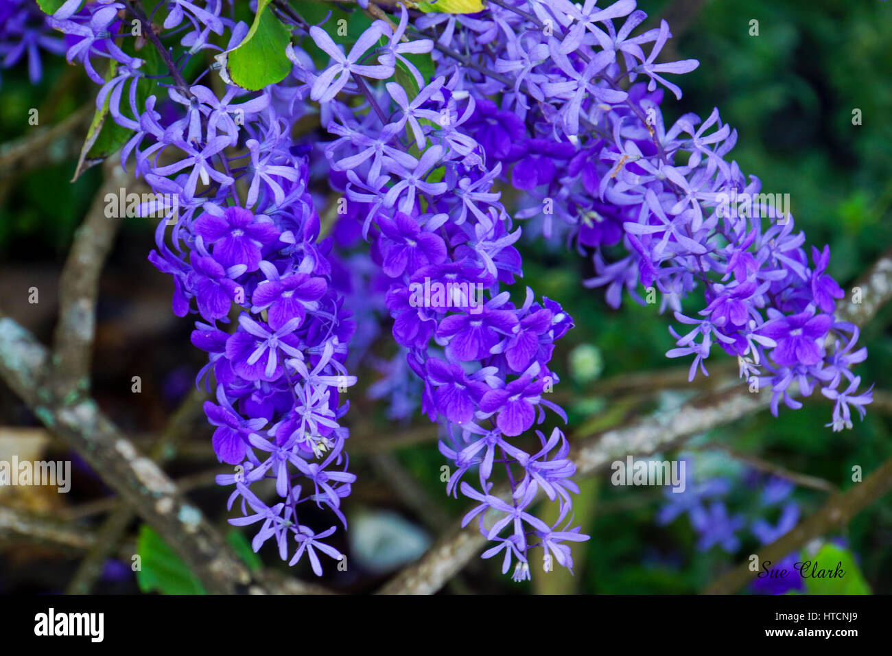Fleurs violettes qui poussent à l'état sauvage sur l'Île du Diable. Peut-être, un type de glycine. L'Amérique du Sud Banque D'Images