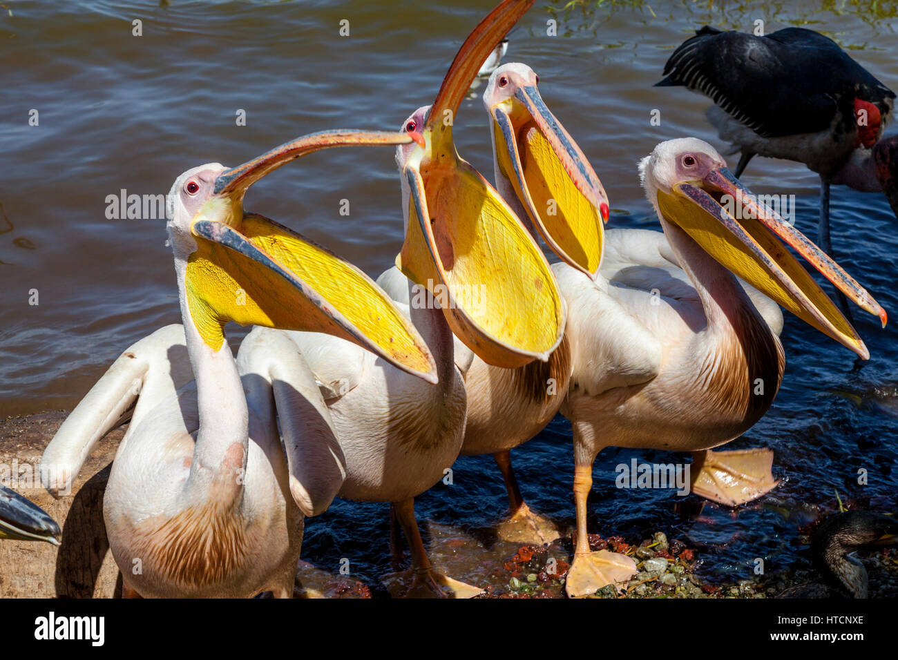 De grands pélicans blancs sur le lac Awassa, Ethiopie Banque D'Images