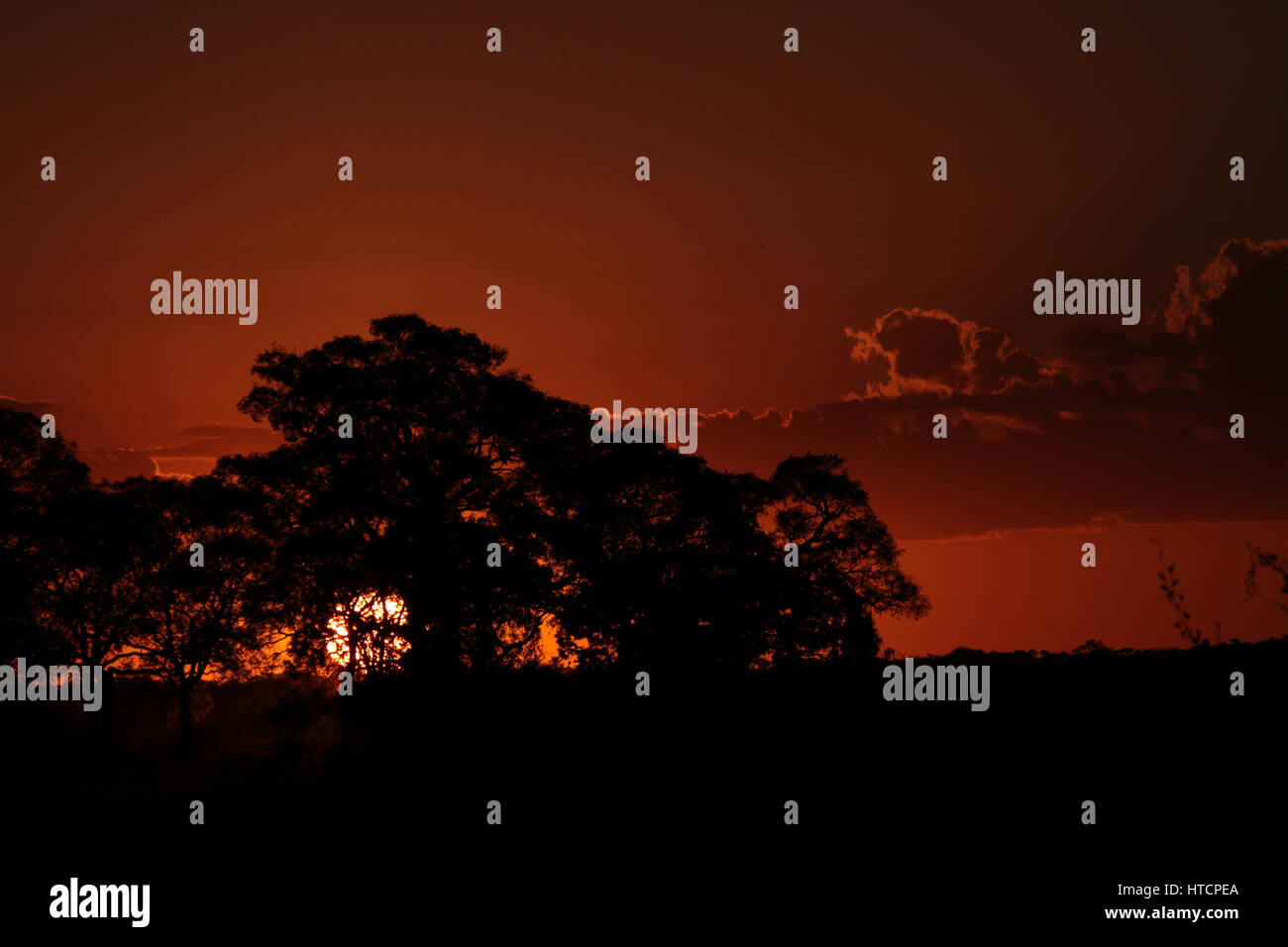 Billet : Brésil, Pantanal : panoramique spectaculaire coucher du soleil orange avec la silhouette des arbres Banque D'Images