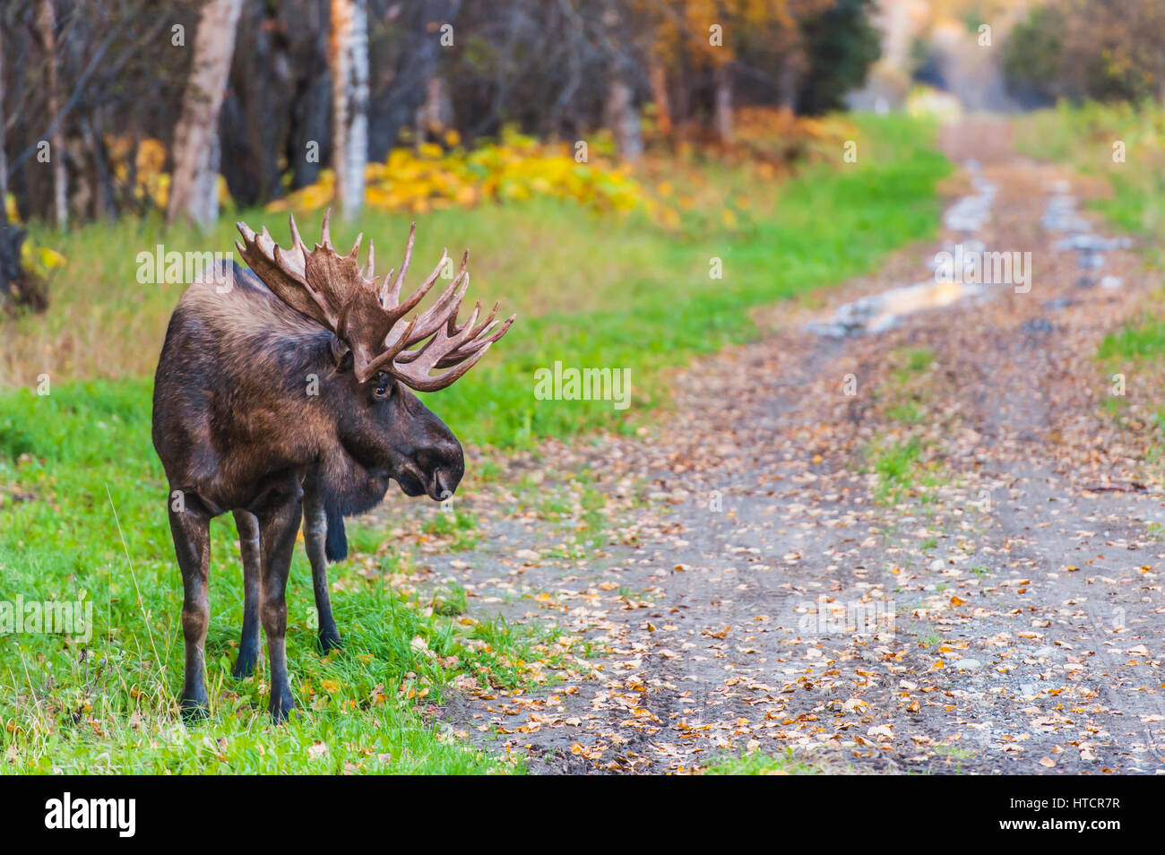 Grand bull moose à côté d'un chemin de terre dans la région de Kincaid Parc en rut d'automne, Southcentral Alaska, USA Banque D'Images Grand bull moose à côté d'un chemin de terre dans la région de Kincaid Parc en rut d'automne, Southcentral Alaska, USA Banque D'Images