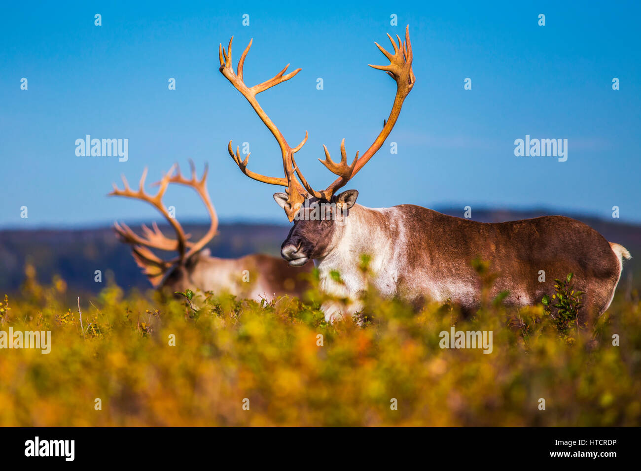 Deux hommes du caribou des bois dans les Donnelly appartements au sud de Delta Junction, Alaska, à l'automne. Banque D'Images