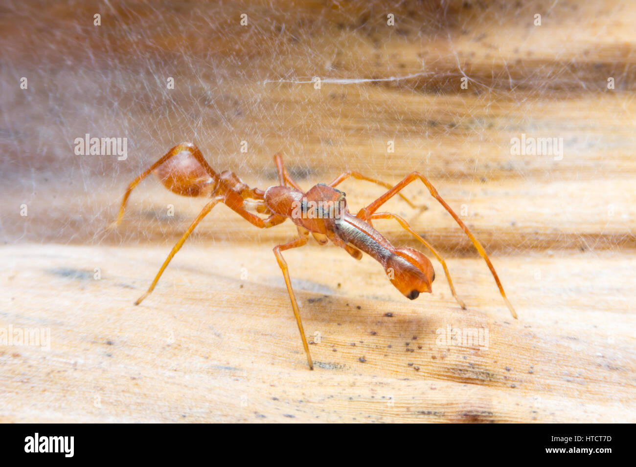 Homme plataleoides Myrmarachne thomisidae Banque D'Images