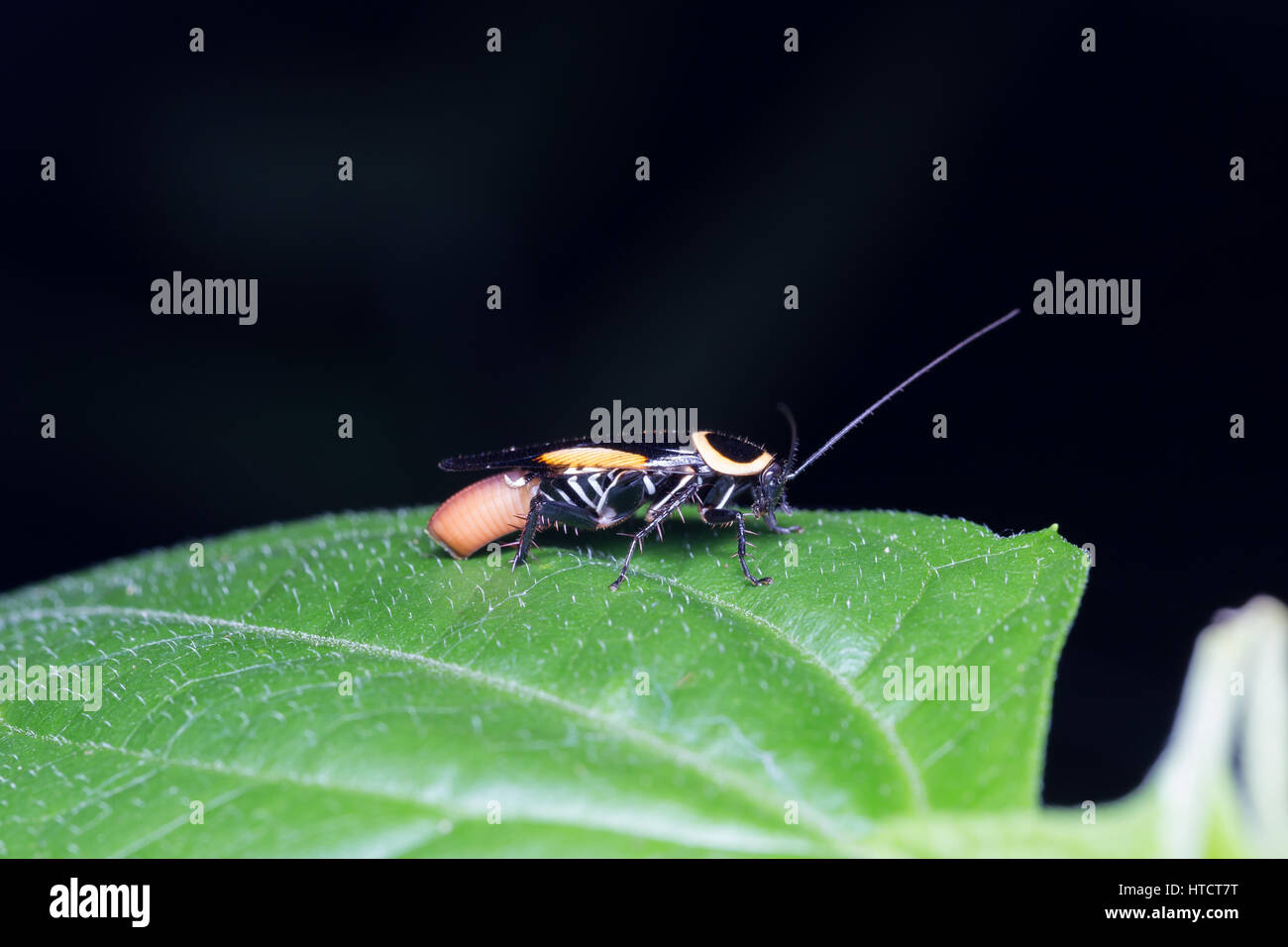 Les insectes pondent - un moment privilégié Banque D'Images