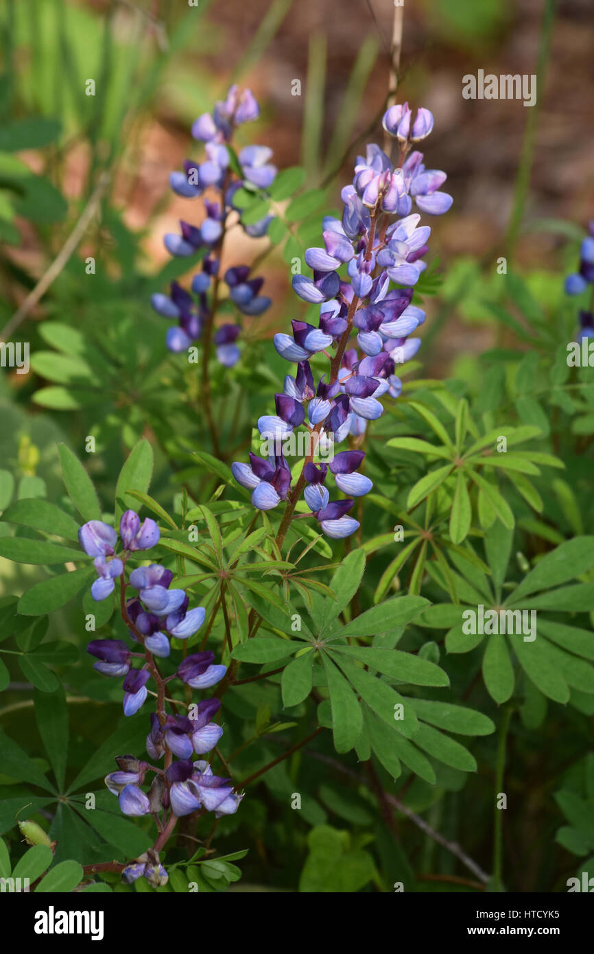 Lupin sauvage en fleur Banque D'Images