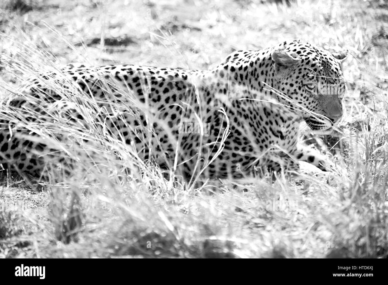 Blur en afrique du sud du parc naturel kruger wild leopard se reposant après hounting Banque D'Images