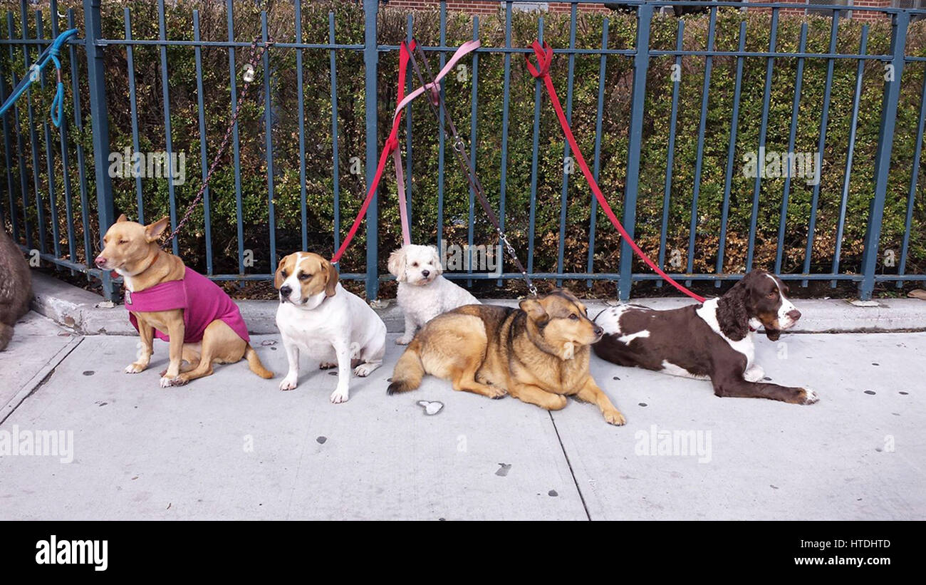 New York City, USA. 10 mars 2017. Un groupe de chiens découvrez l'action sur la 23e Rue Ouest dans le Chelsea de Manhattan le Vendredi, 10 mars. Crédit : Adam Stoltman/Alamy Live News Banque D'Images