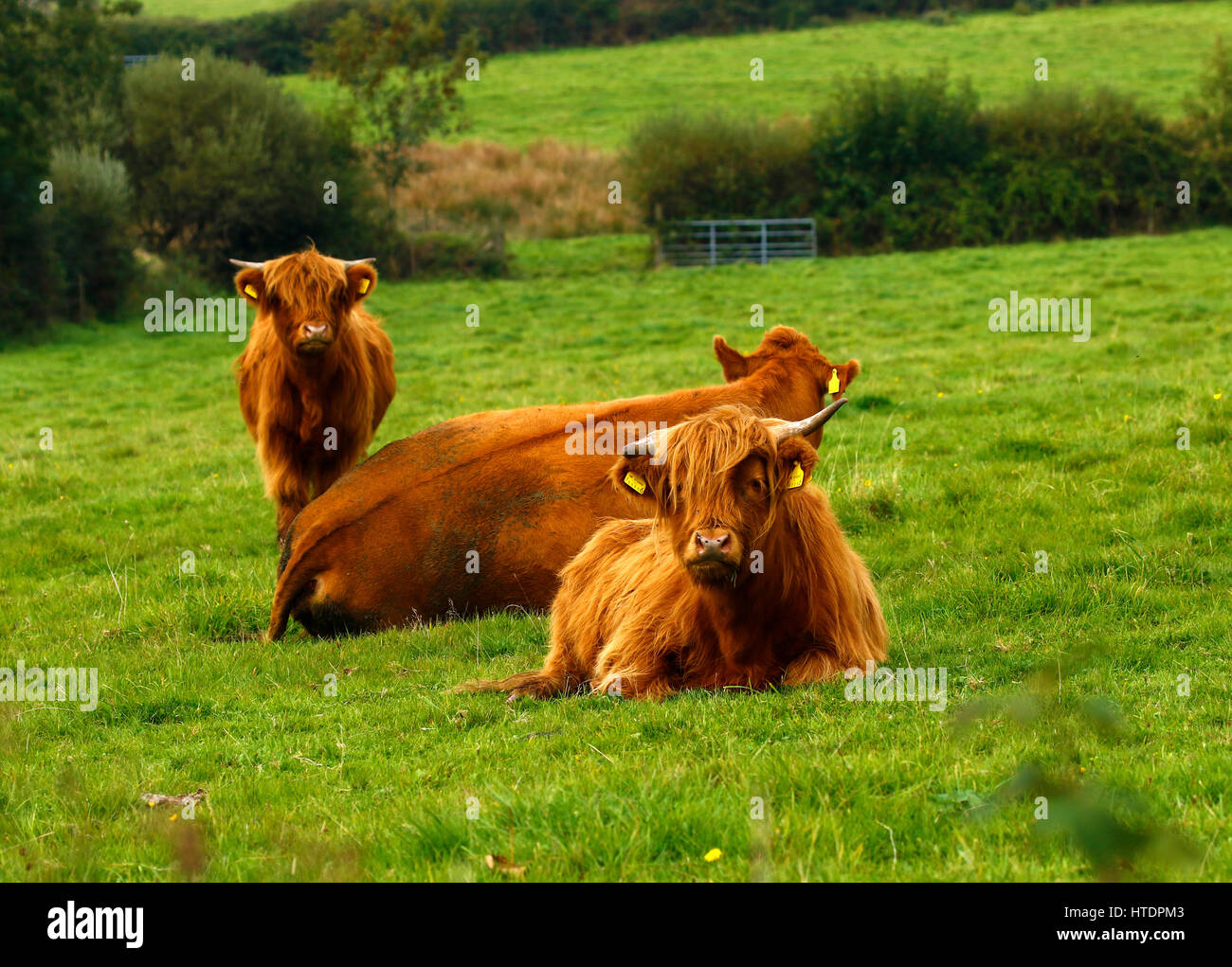 Veaux Highland mignon avec shaggy manteaux Banque D'Images