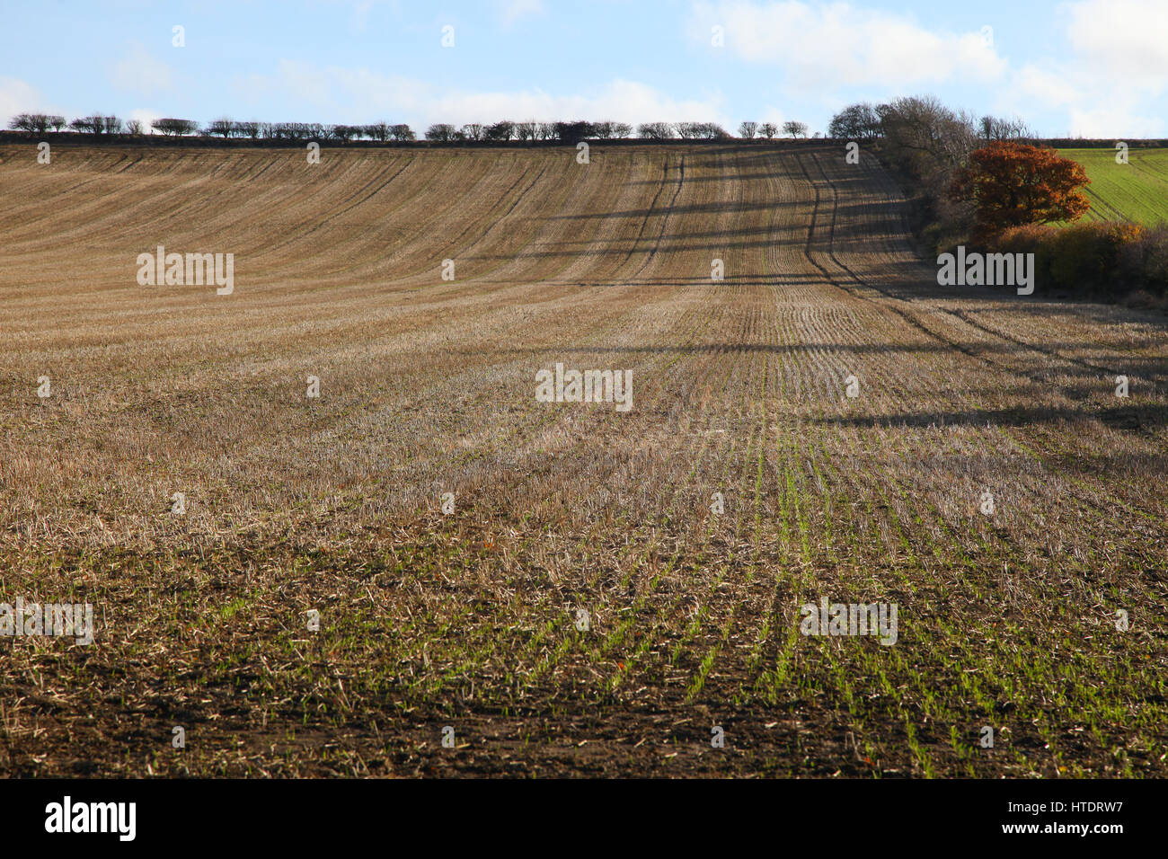 Champ labouré, patrons, sillons droits, sol, lit de semence, Sol d'automne, semé, labouré, agricole, lignes artistiques, plantation, culture, labour, semences Banque D'Images