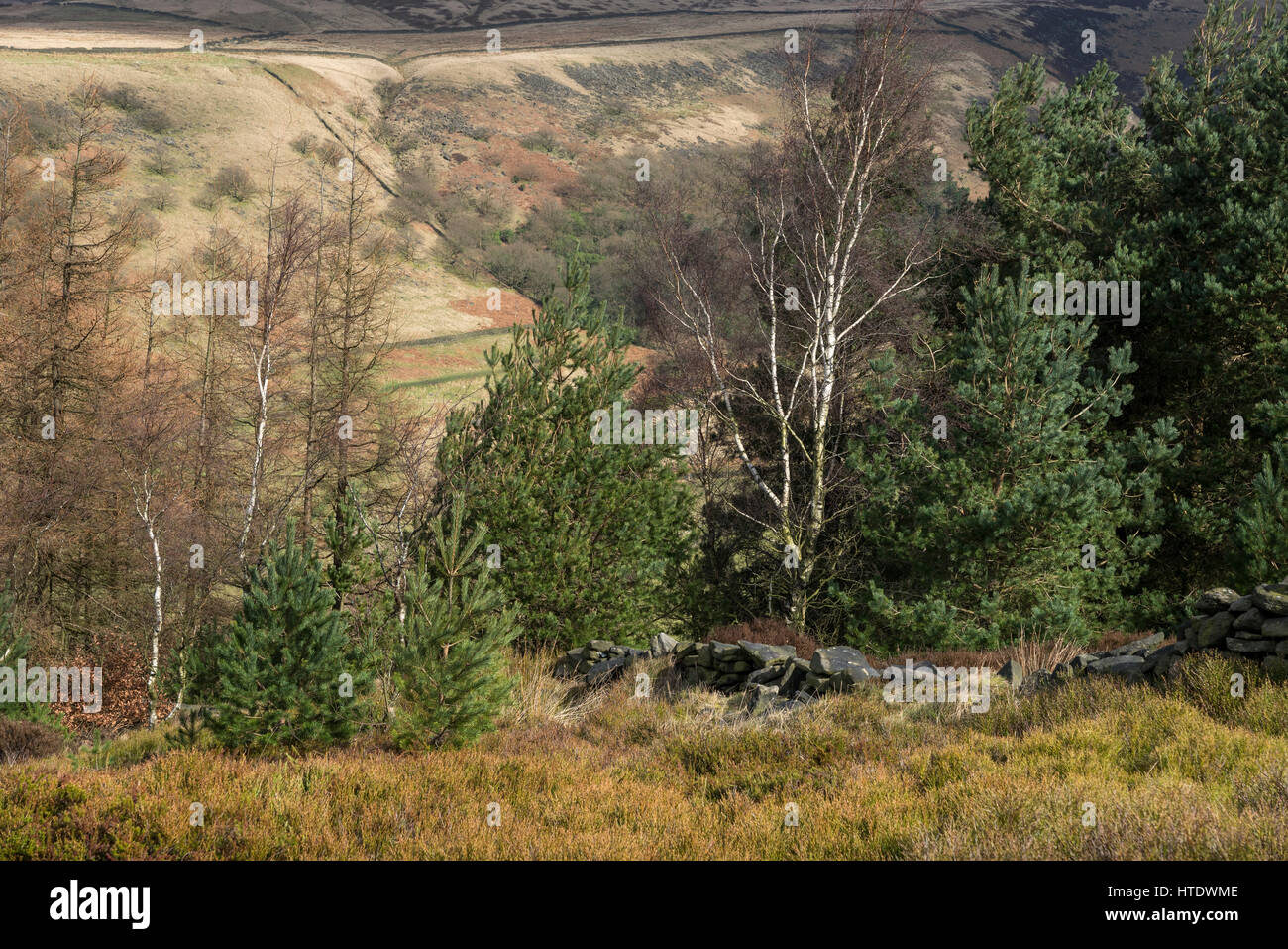 Belle vue de Shire Hill près de Cupar. Début du printemps paysage sur le bord des Pennines du nord de l'Angleterre. Banque D'Images