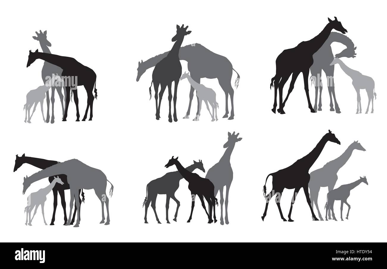 Jeu de groupe familial de noir et gris de silhouettes d'adultes et de jeunes girafes debout sur fond blanc. Vector illustration. Illustration de Vecteur