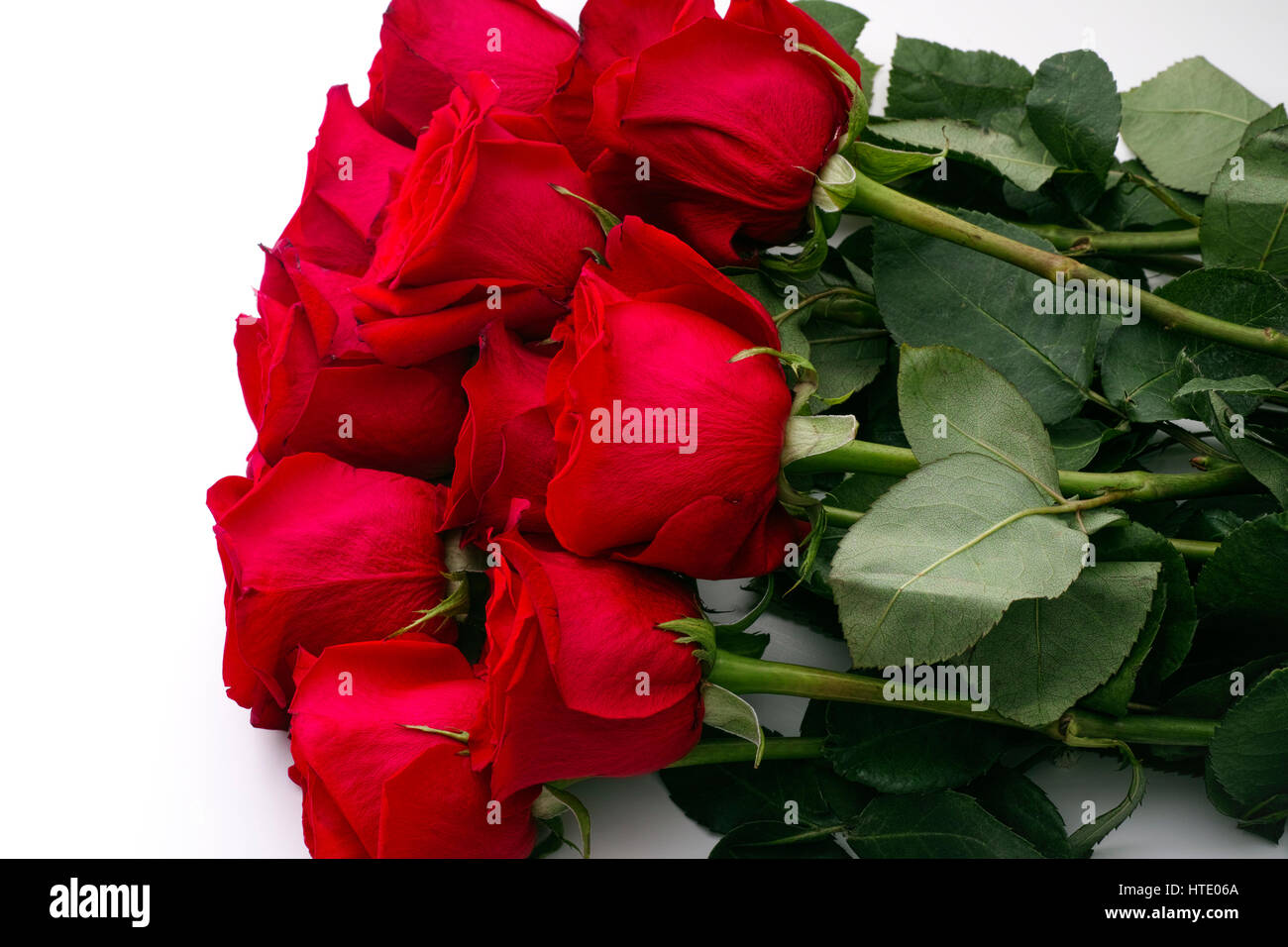 Bouquet de 11 roses rouges sur fond blanc Photo Stock - Alamy