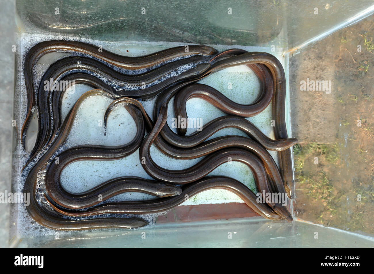 Les serpents de mer frais dans un marché aux poissons, au Vietnam Banque D'Images