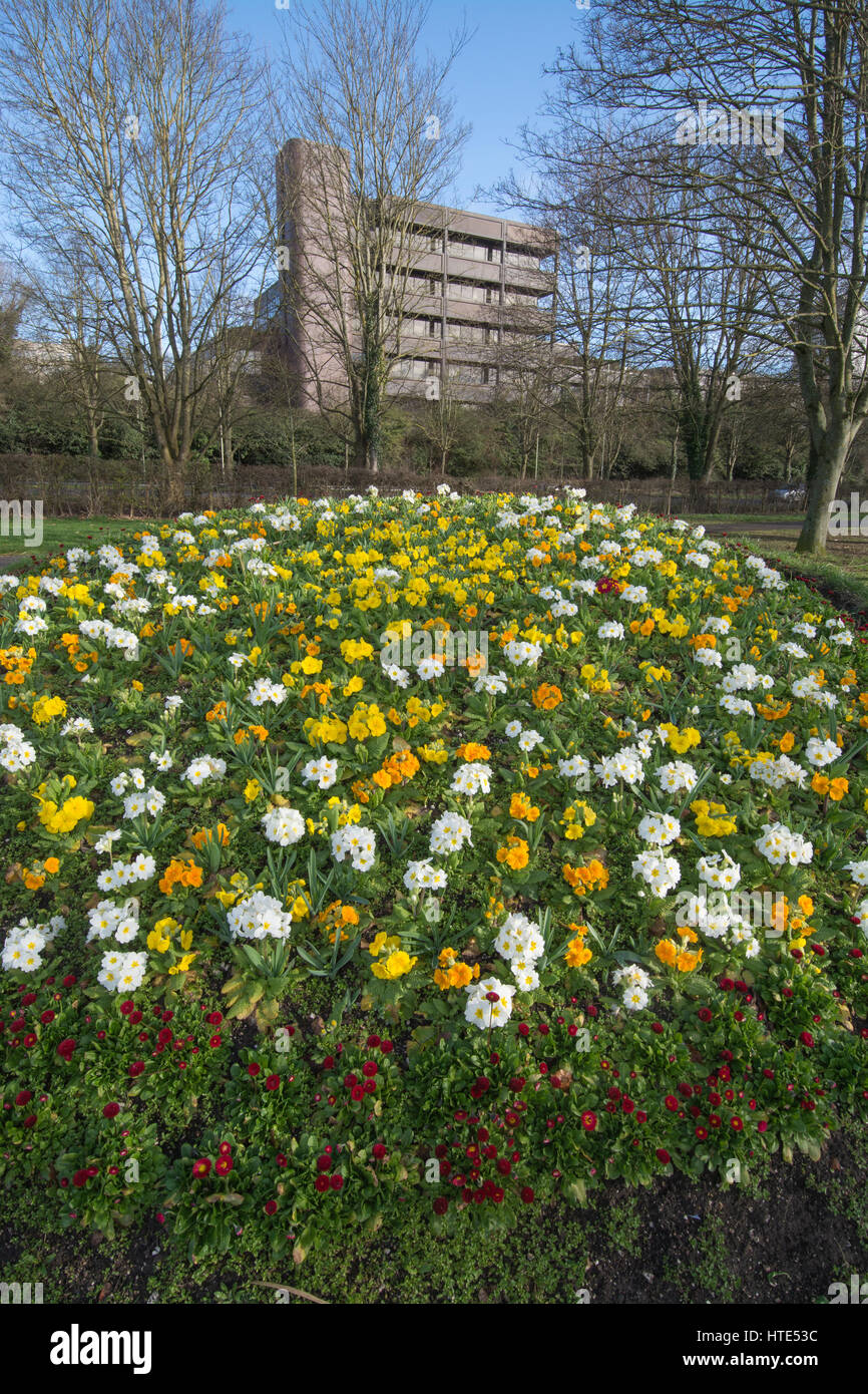 Lit de fleurs plantées avec les primevères dans Eastrop Park, Basingstoke, Hampshire, Royaume-Uni Banque D'Images