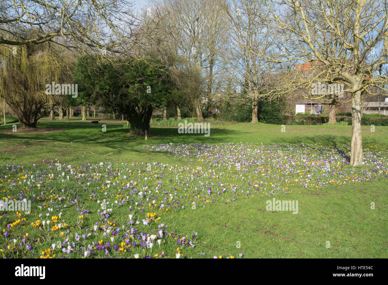 Eastrop Park à Basingstoke, Hampshire, Royaume-Uni, avec des fleurs de printemps Banque D'Images