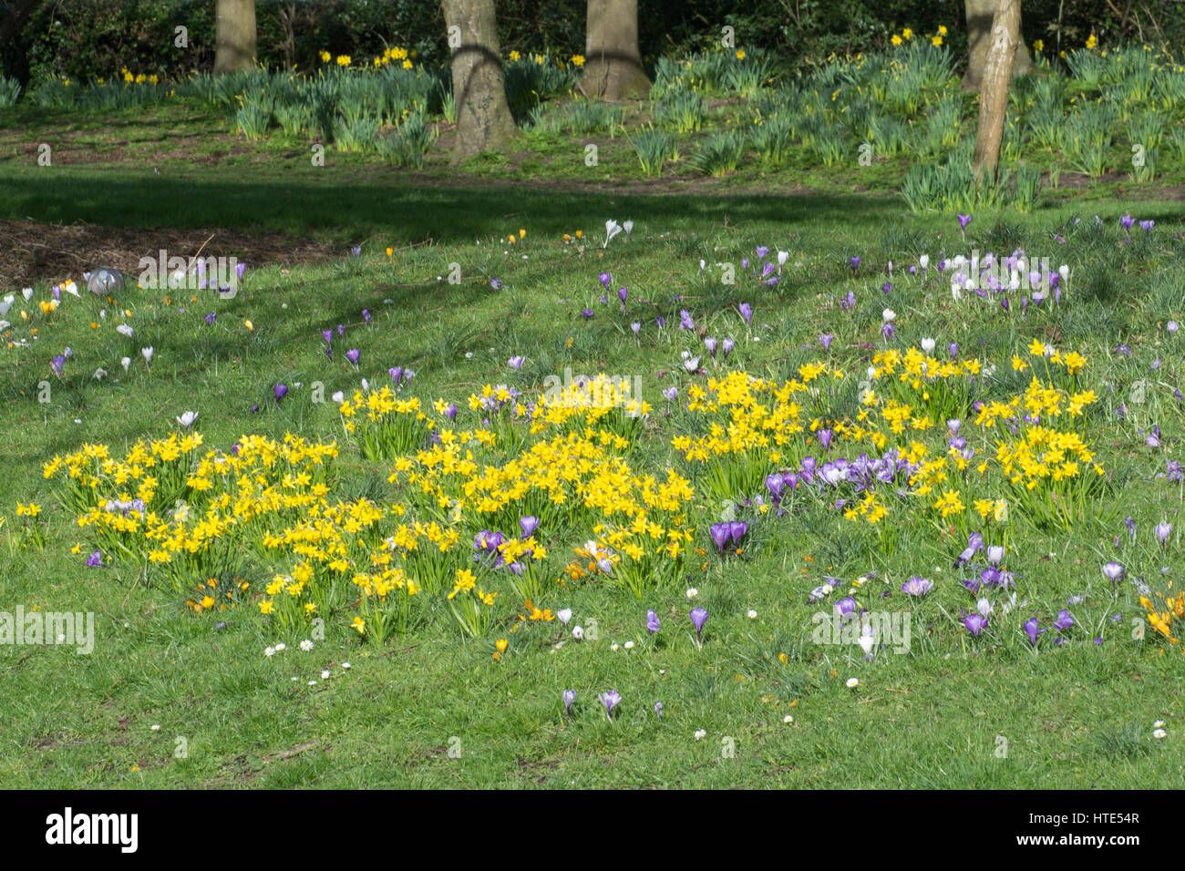 Eastrop Park à Basingstoke, Hampshire, Royaume-Uni, avec des fleurs de printemps Banque D'Images