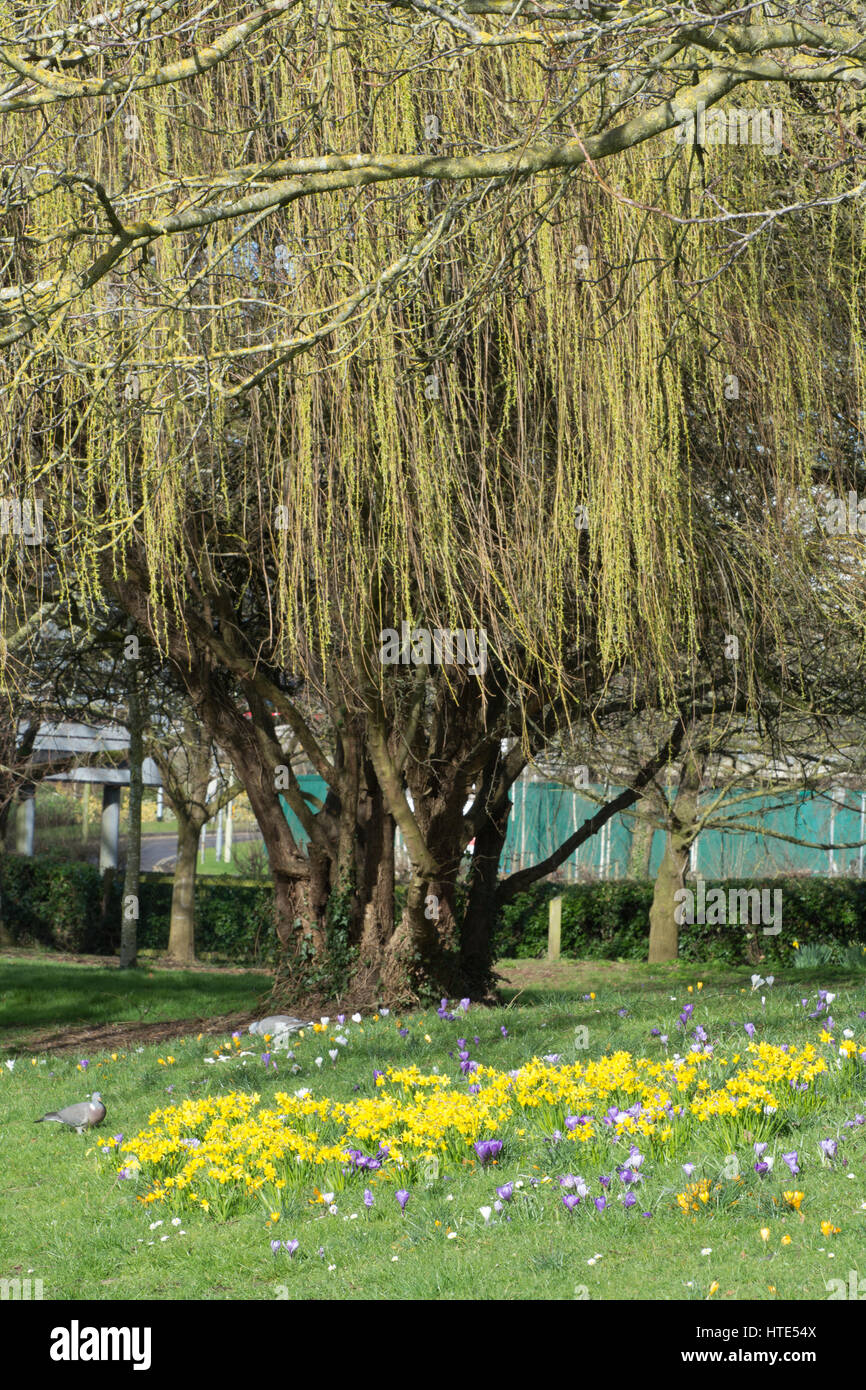 Eastrop Park à Basingstoke, Hampshire, Royaume-Uni, avec des fleurs de printemps Banque D'Images