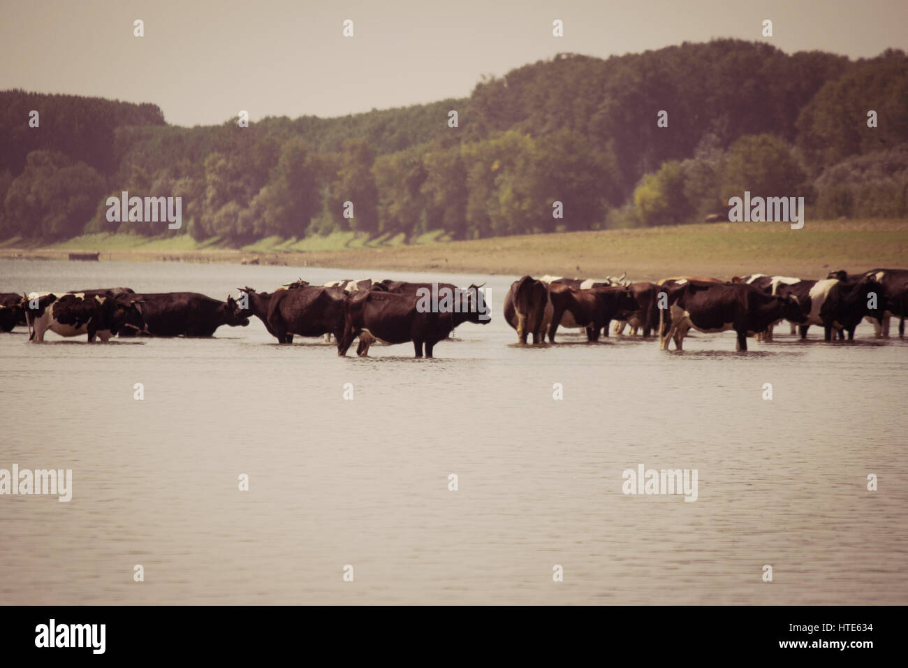 Photo d'un troupeau de vaches dans la rivière de refroidissement dans une chaude journée d'été Banque D'Images