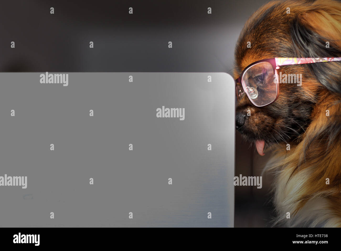 Chien intelligent et la pensée d'un ordinateur Banque D'Images