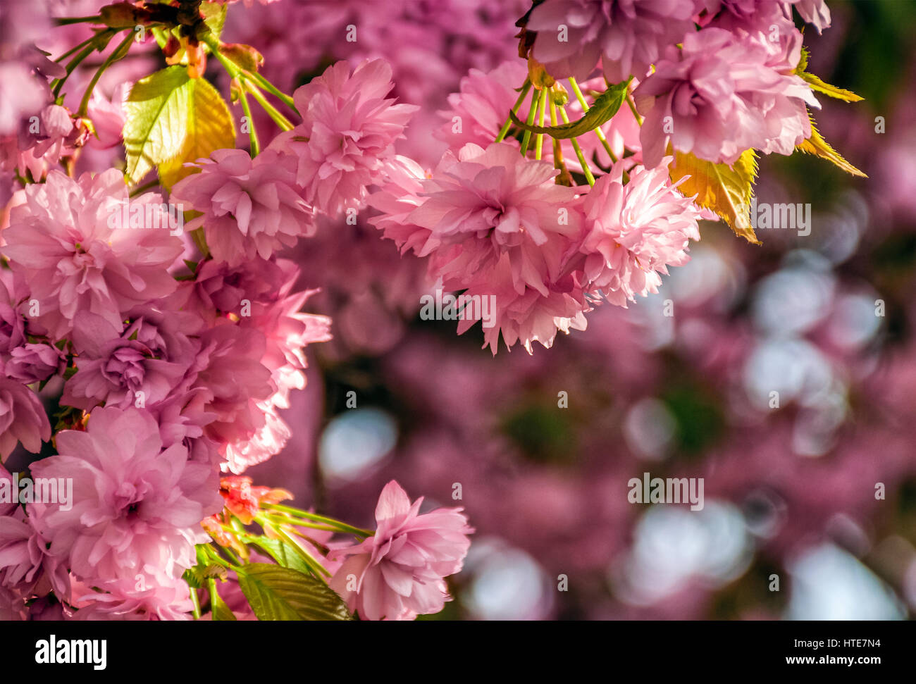 Beau printemps arrière-plan. Sakura en fleurs fleurs de jardin Banque D'Images