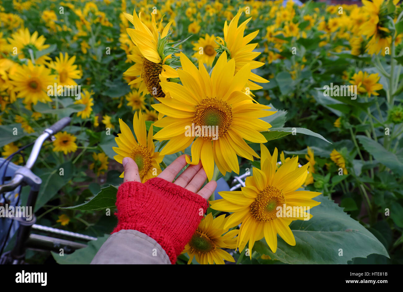 Main Femme avec appareil photo prendre une photo au champ de tournesol de Dalat, campagne, Fleurs jaunes éclatantes bloom, un bel endroit pour le voyage Da Lat en été Banque D'Images