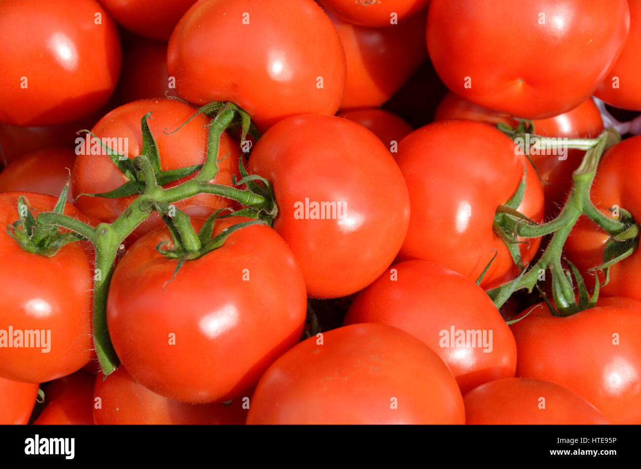 Sur le plant de tomates. Banque D'Images