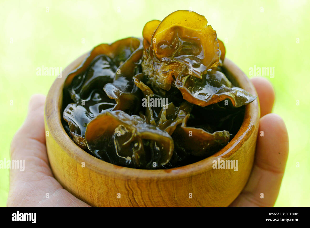 Oreille bois champignon. Les Juifs l'oreille. Auricularia auricula-judae Banque D'Images