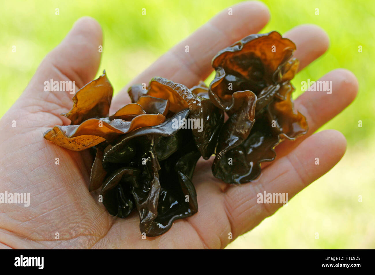 Oreille bois champignon. Les Juifs l'oreille. Auricularia auricula-judae Banque D'Images