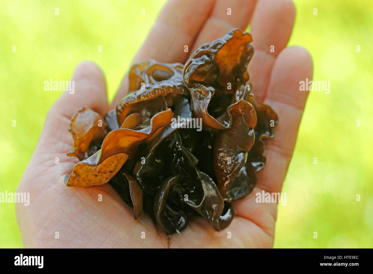 Oreille bois champignon. Les Juifs l'oreille. Auricularia auricula-judae Banque D'Images
