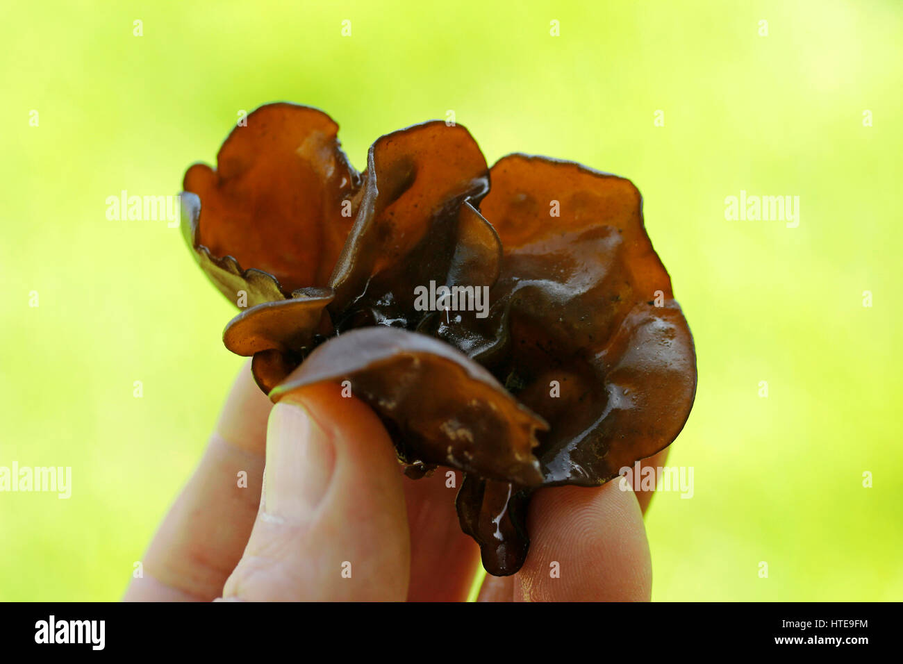 Oreille bois champignon. Les Juifs l'oreille. Auricularia auricula-judae Banque D'Images