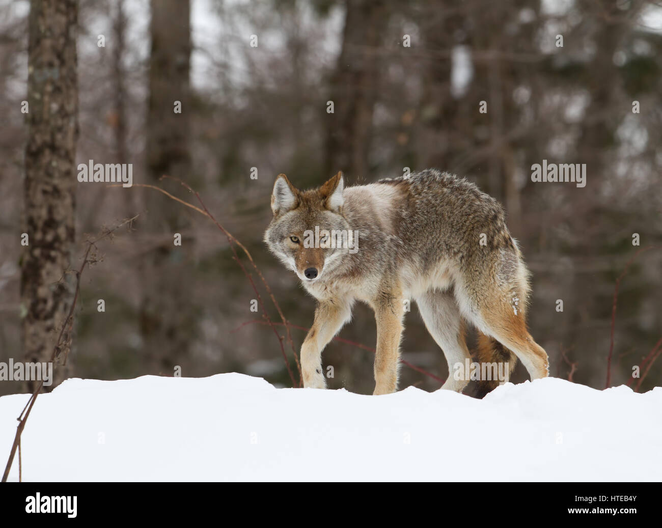 Un coyote (Canis latrans) debout dans la neige de l'hiver au Canada Banque D'Images