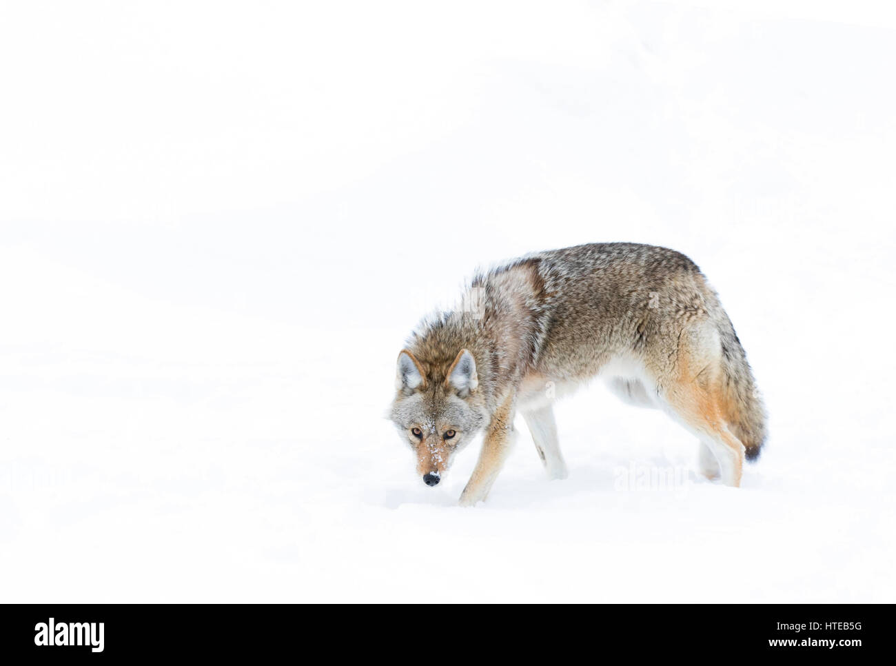 Un coyote (Canis latrans) isolé sur un fond blanc debout dans la neige de l'hiver au Canada Banque D'Images