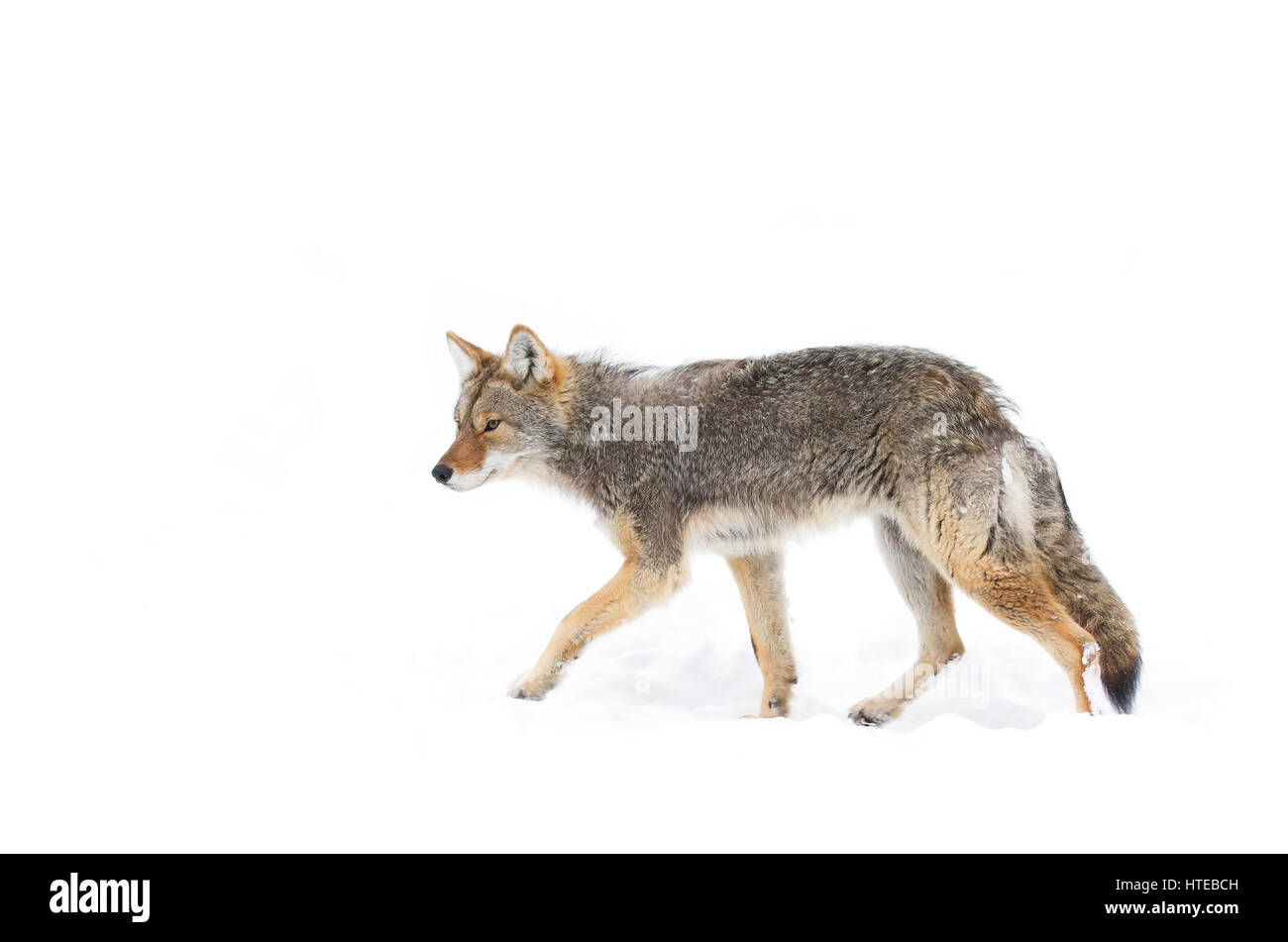 Un coyote (Canis latrans) isolé sur un fond blanc debout dans la neige de l'hiver au Canada Banque D'Images