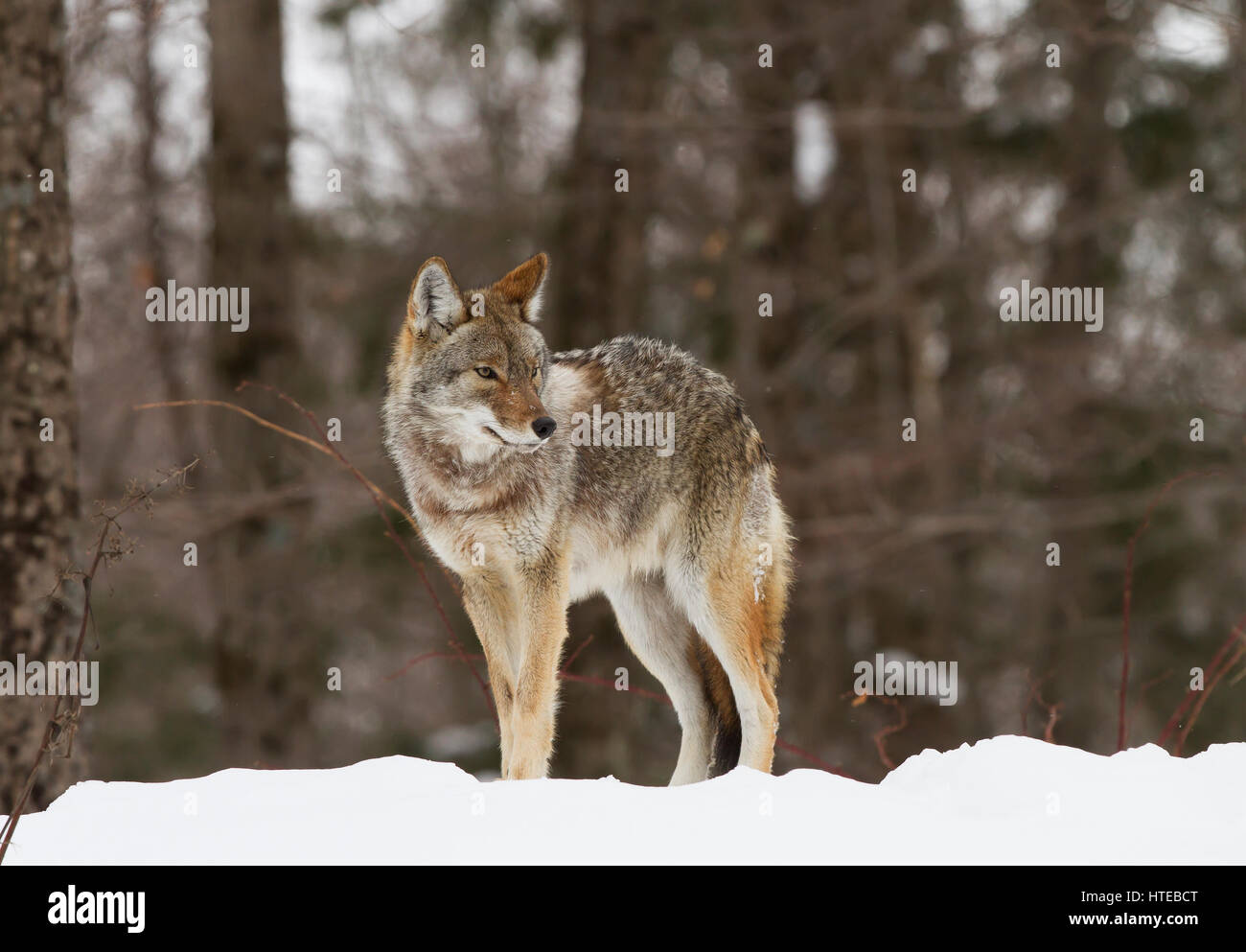 Un coyote (Canis latrans) debout dans la neige de l'hiver au Canada Banque D'Images