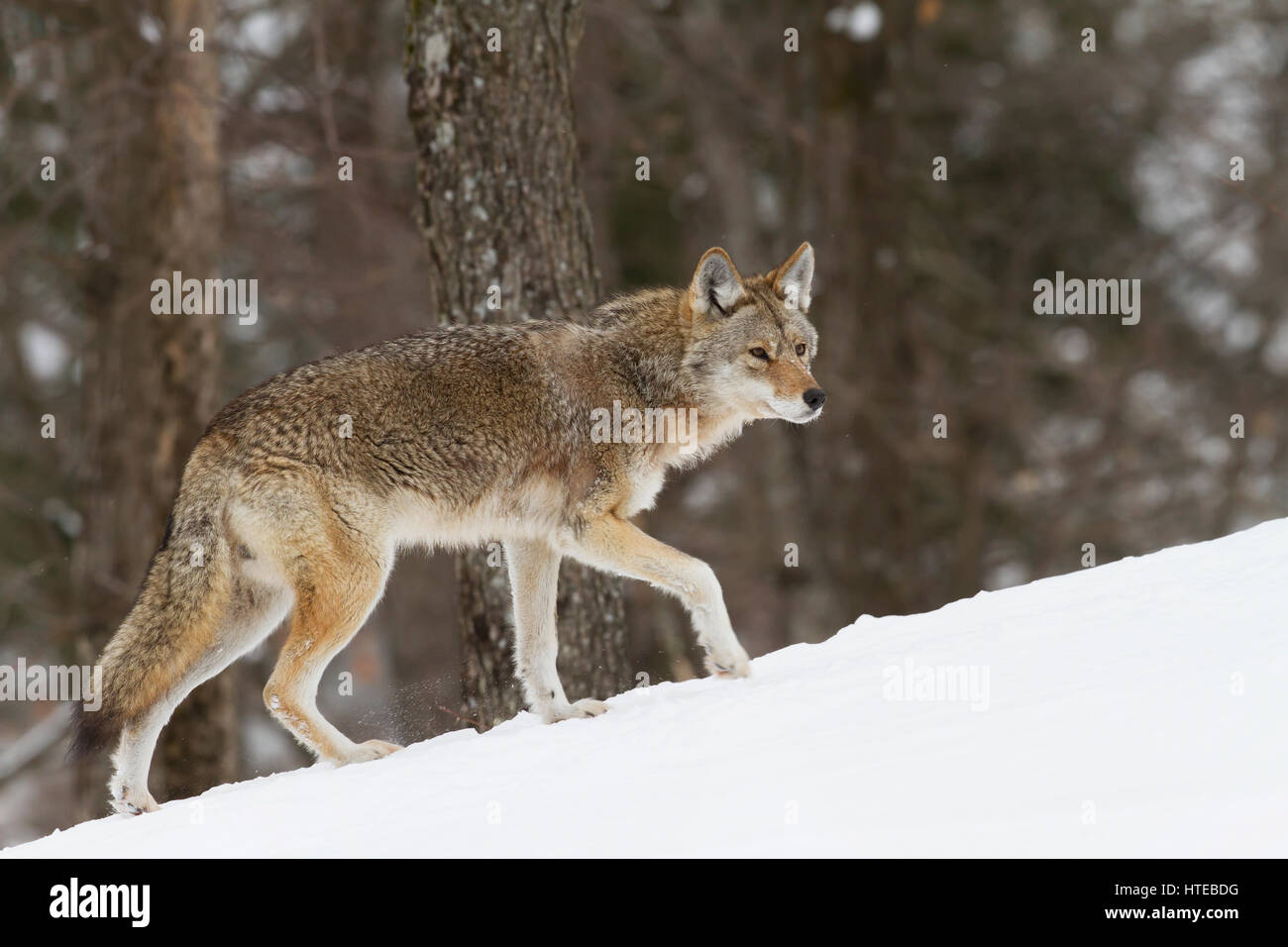 Un coyote (Canis latrans) debout dans la neige de l'hiver au Canada Banque D'Images