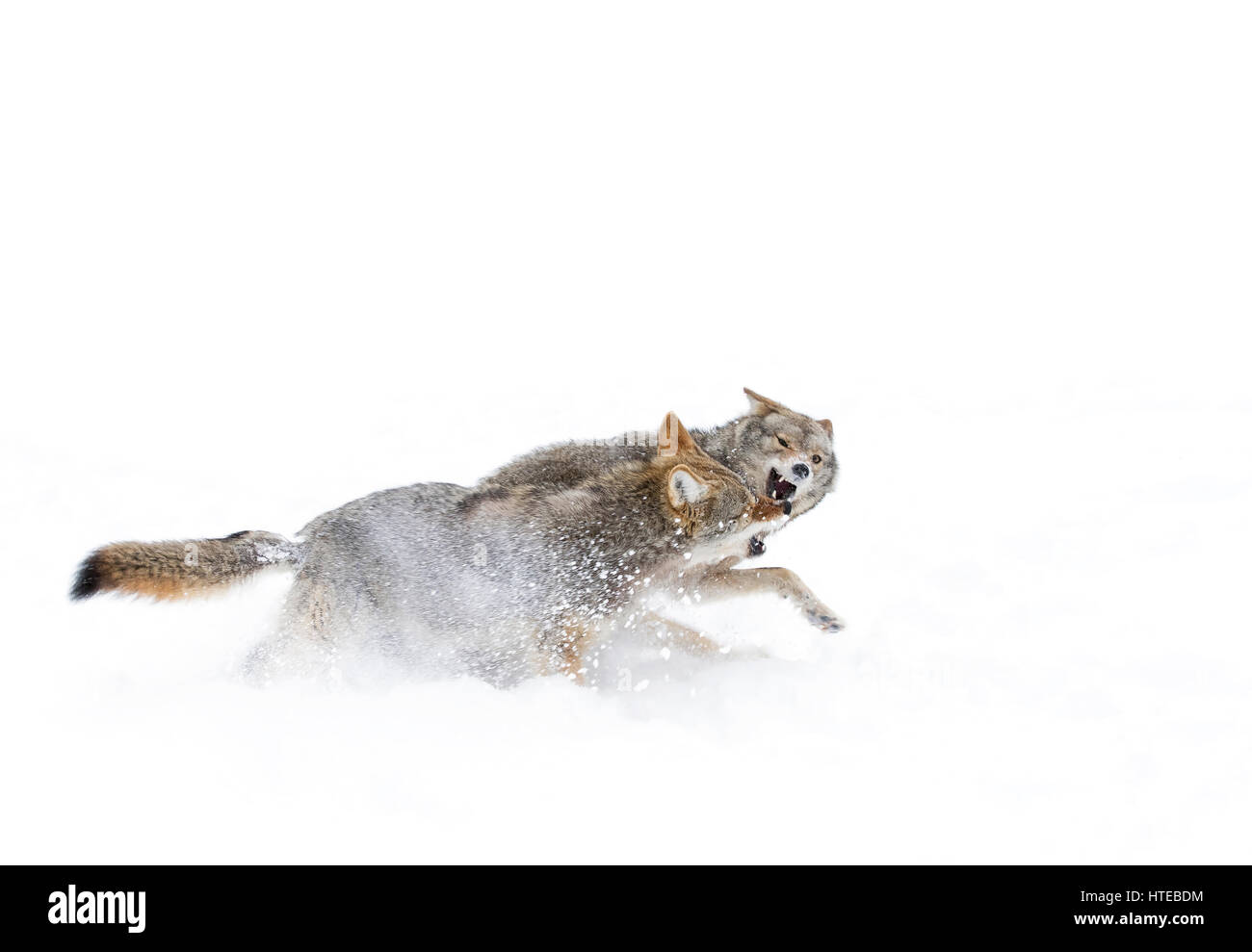 Deux Coyotes (Canis latrans) isolé sur un fond blanc tournant et jouant dans la neige de l'hiver au Canada Banque D'Images