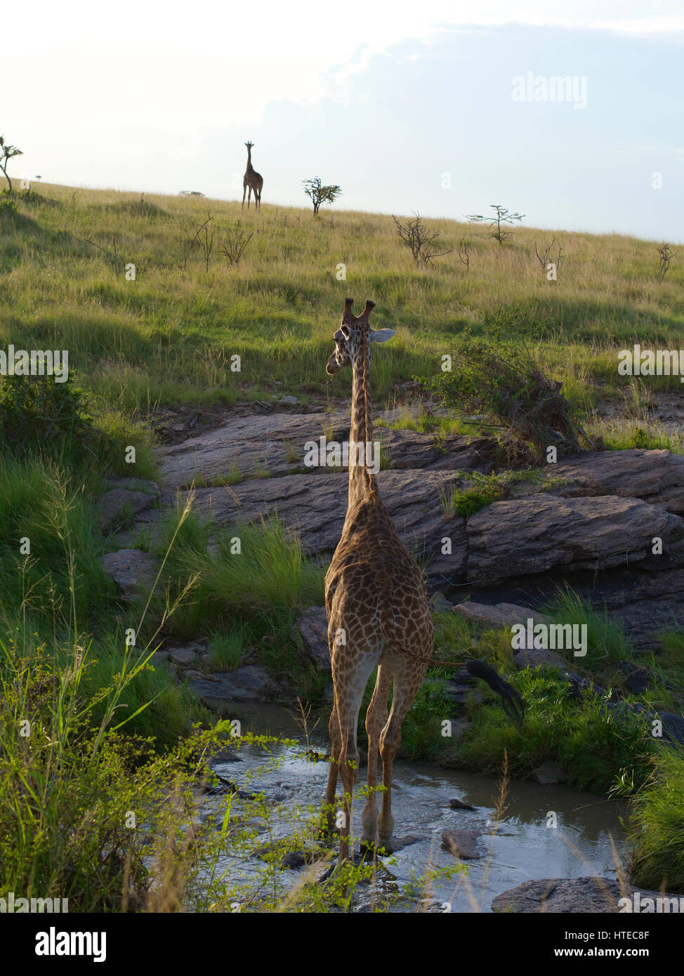 Traverser la girafe Olare Orok River au coucher du soleil dans l'Olare Orok Conservancy, Masai Mara, Kenya, Afrique Banque D'Images