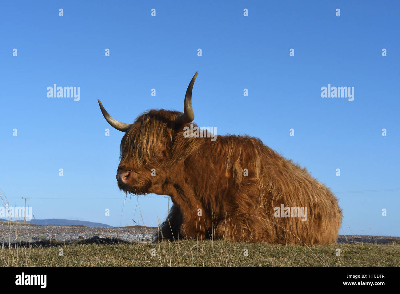Highland cow;sanna bay;38;Ecosse Banque D'Images