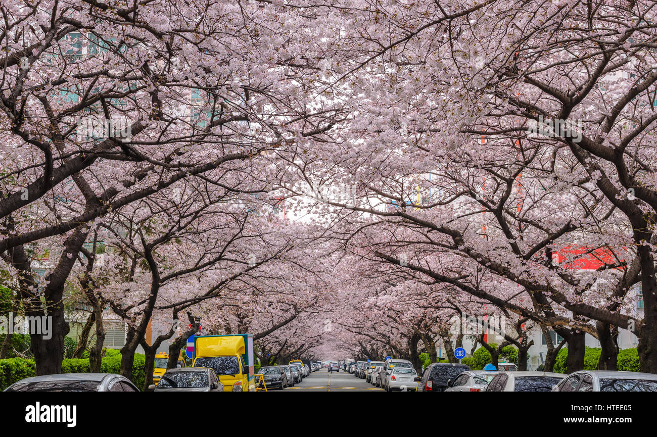 Cherry Blossom à Namcheon Street, Busan, Corée du Sud Banque D'Images