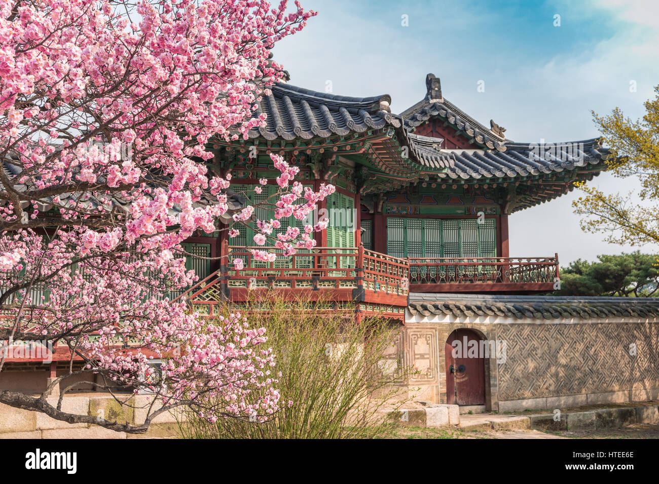 Cerisiers en fleurs de printemps au Palais Changdeokgung, Seoul, Corée du Sud Banque D'Images