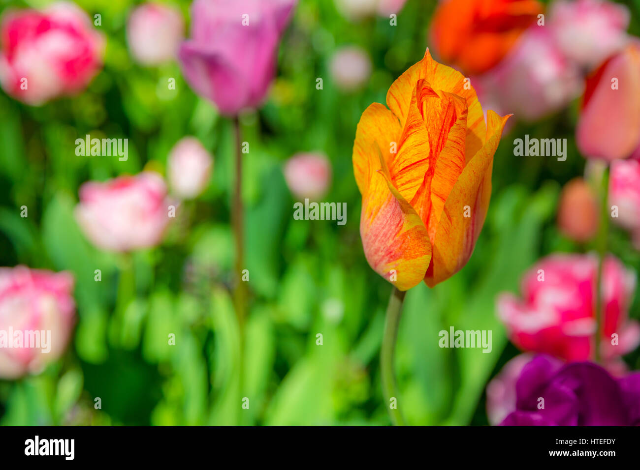 Tulip. Un tulip au milieu d'un champ vert. Tulipe jaune sur le parterre. Jardin de Keukenhof, Pays-Bas. Tulipes fleurs floraison printanière dans le gard Banque D'Images
