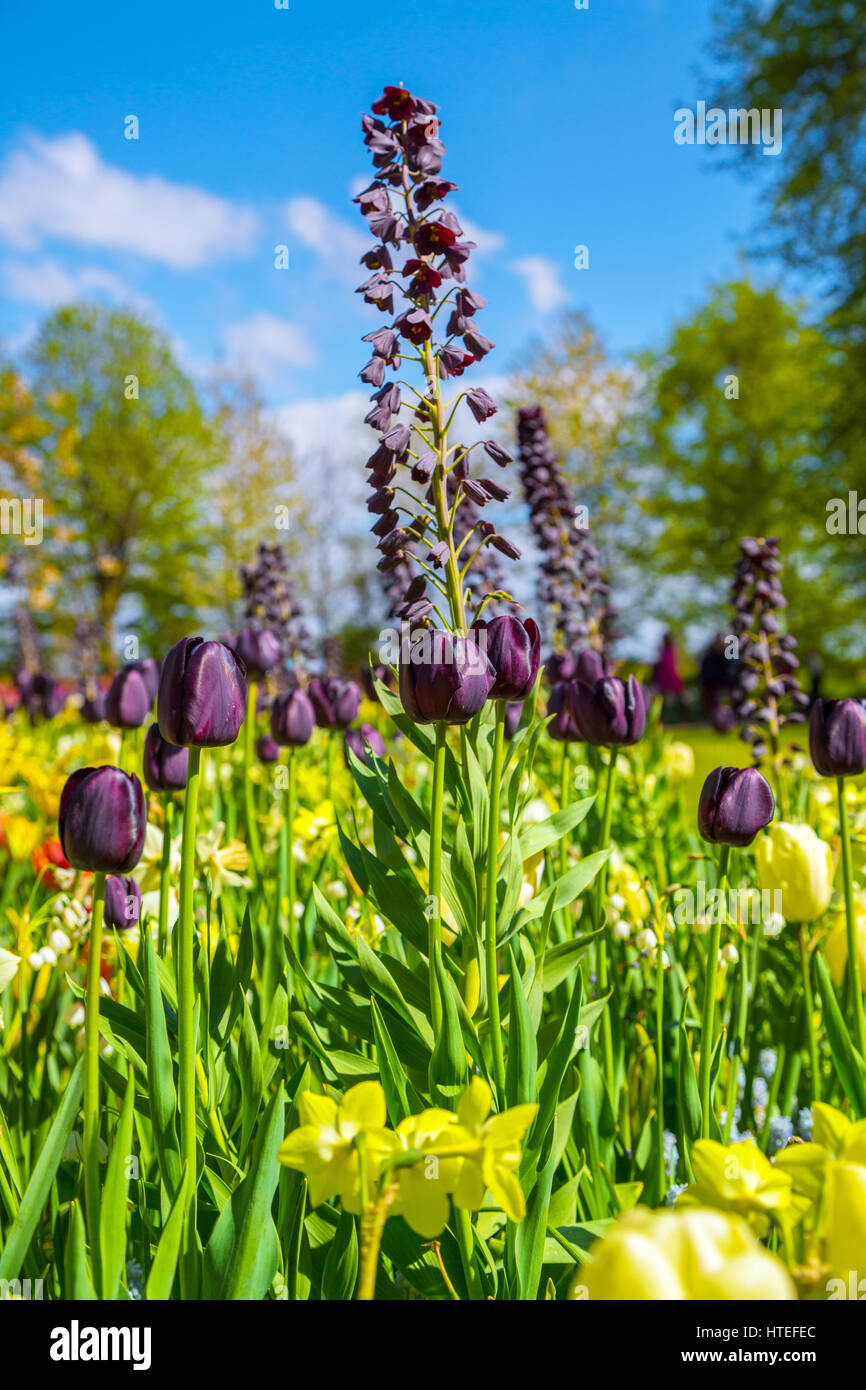 Champ de fleurs de tulipes colorées au printemps. Magnifiques tulipes. Tulipes colorées dans le Keukenhof jardin, aux Pays-Bas. En fleurs fraîches tulipes au sprin Banque D'Images