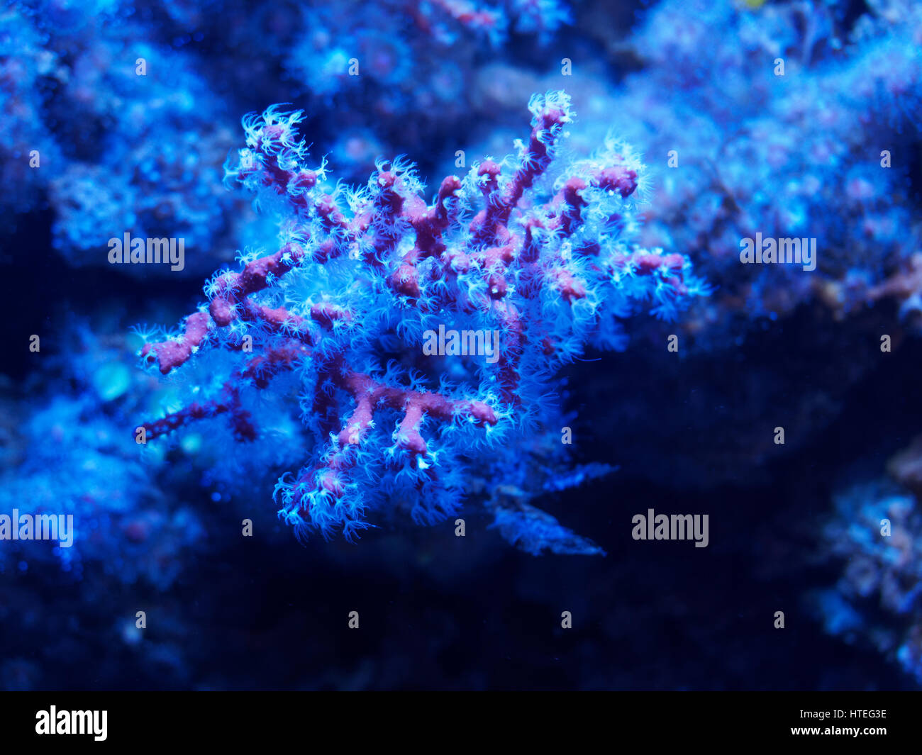 Les cnidaires, méditerranéenne, corail rouge (Corallium rubrum), avec des polypes blancs Banque D'Images