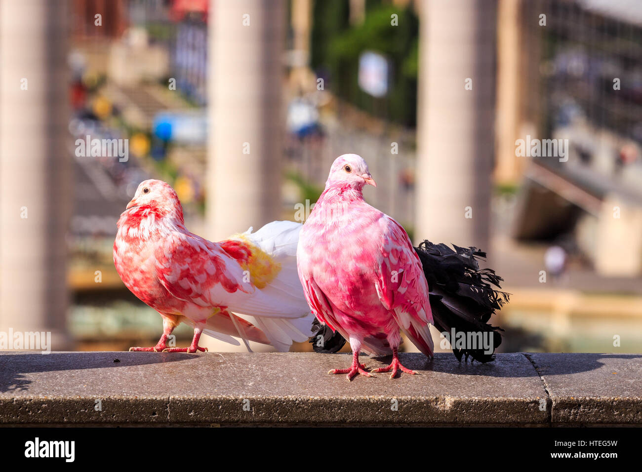 Deux pigeons (Columba) colorés en Placa Espanya, Barcelone, Espagne Banque D'Images
