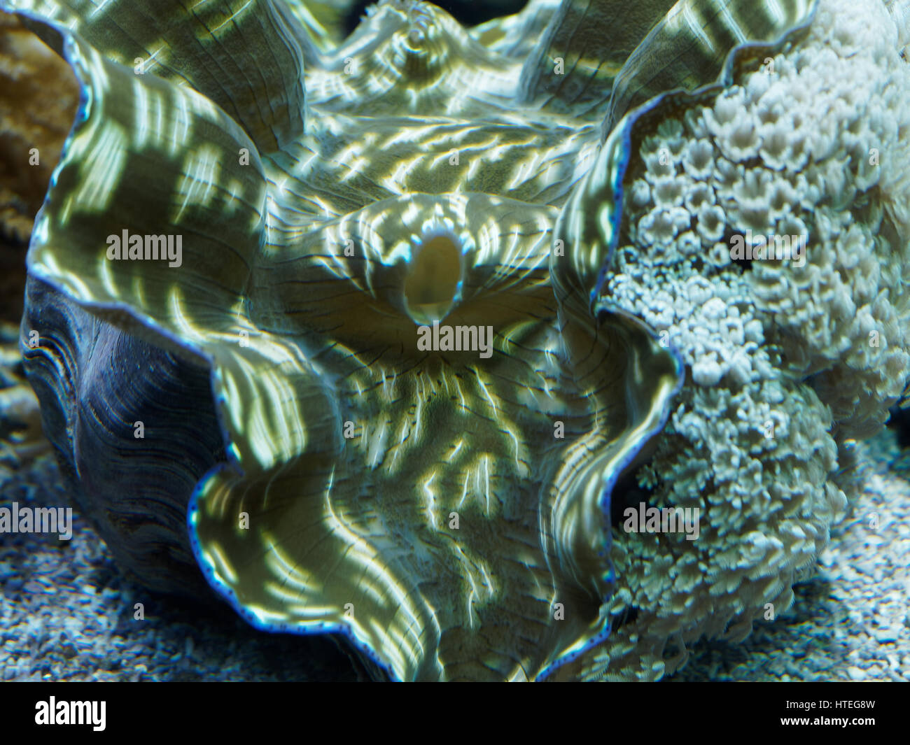 Clam maxima (Tridacna maxima) Banque D'Images