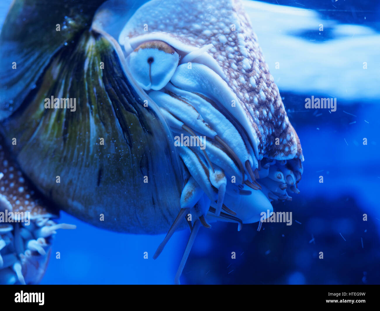 Nautilus, Palau (Nautilus) belauensis Banque D'Images