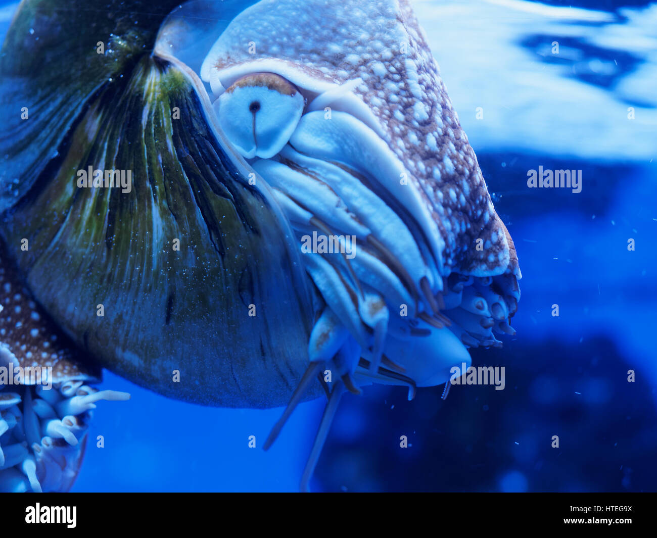 Nautilus, Palau (Nautilus) belauensis Banque D'Images