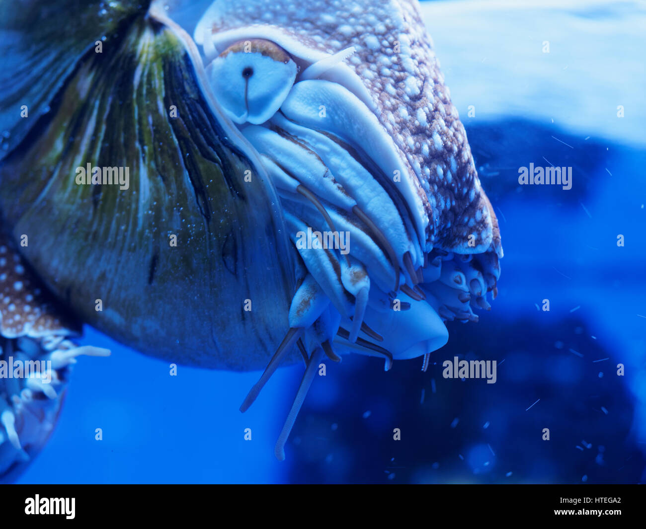 Nautilus, Palau (Nautilus) belauensis Banque D'Images