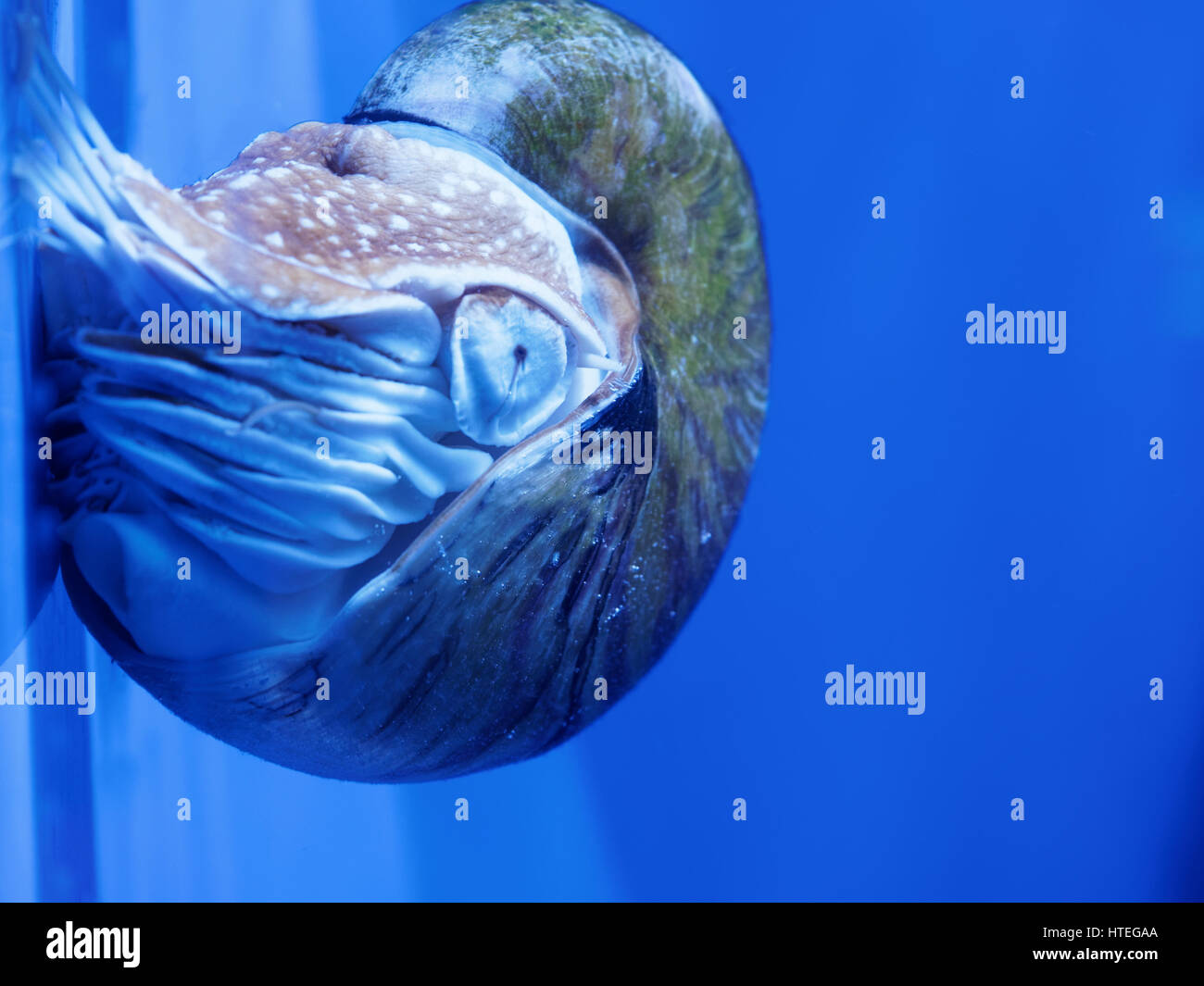 Nautilus, Palau (Nautilus) belauensis Banque D'Images