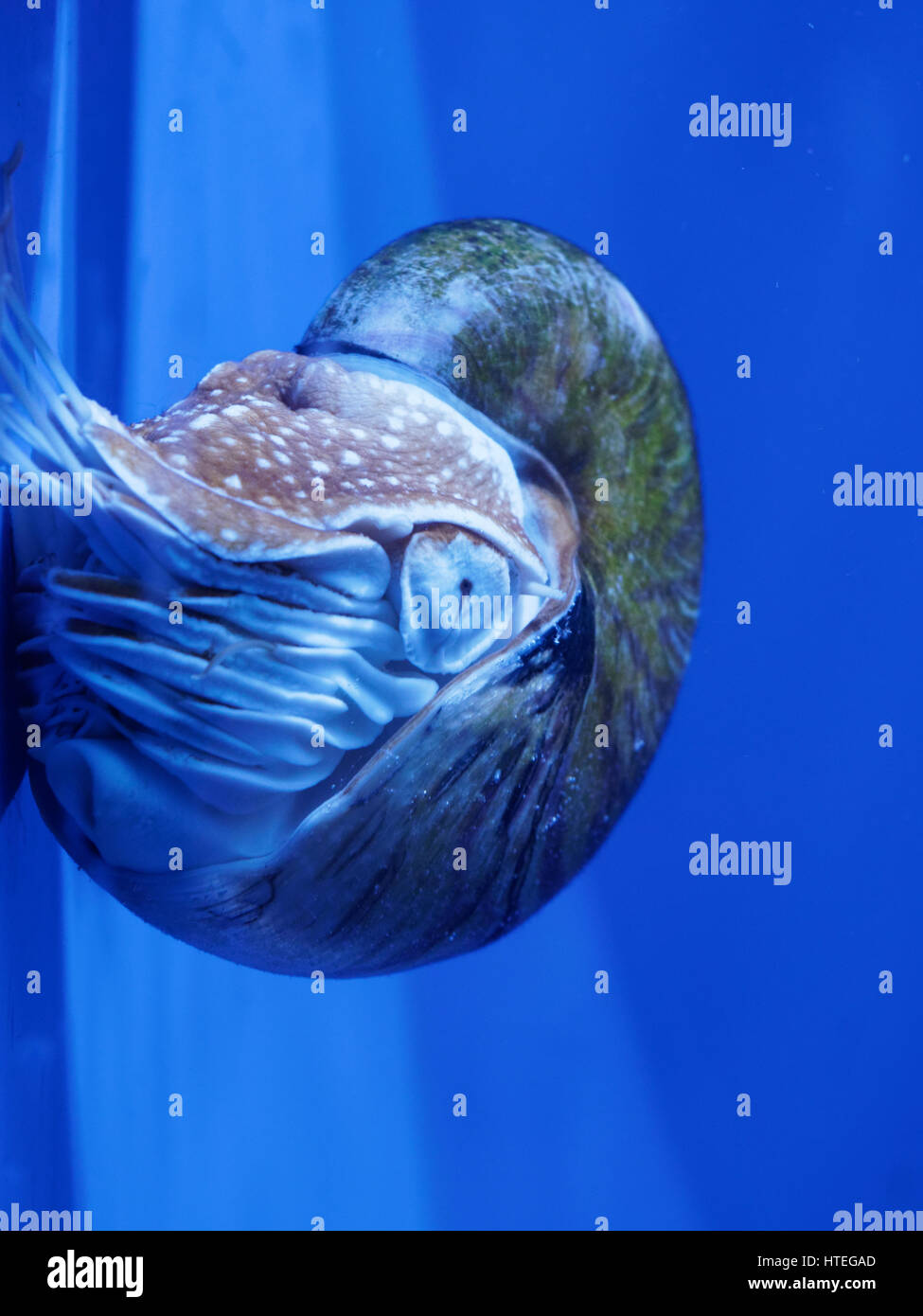 Nautilus, Palau (Nautilus) belauensis Banque D'Images